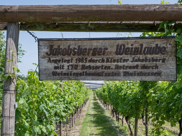 Weinlaube Schild Weinlaube Schild