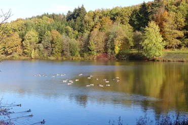 Enten auf dem Stausee