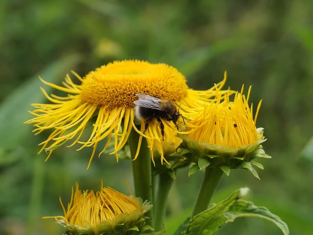 Bienen, Beispielbild
