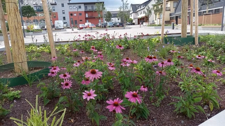 Blumenbeet am Marktplatz