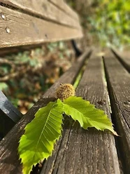 Kleine Kastanie