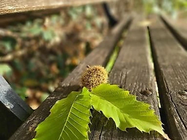 Kleine Kastanie