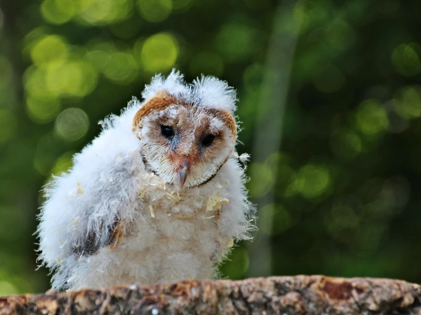 Greifvogelpark Saarburg (2)