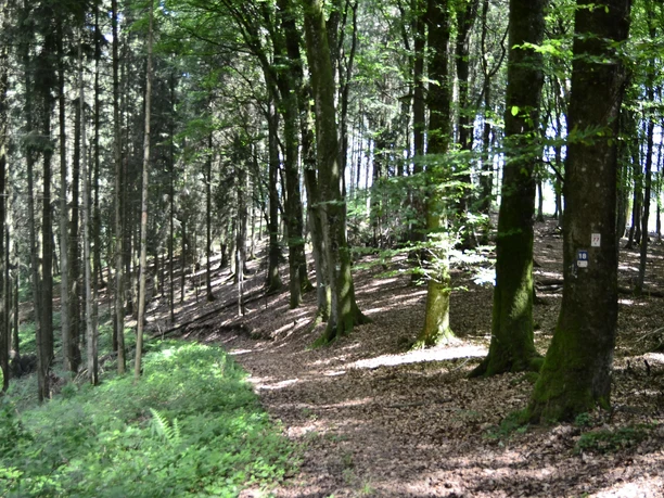 Ein Teil des Weges führt duch den schönen Ortswald