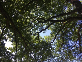 Baum