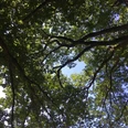 Baum