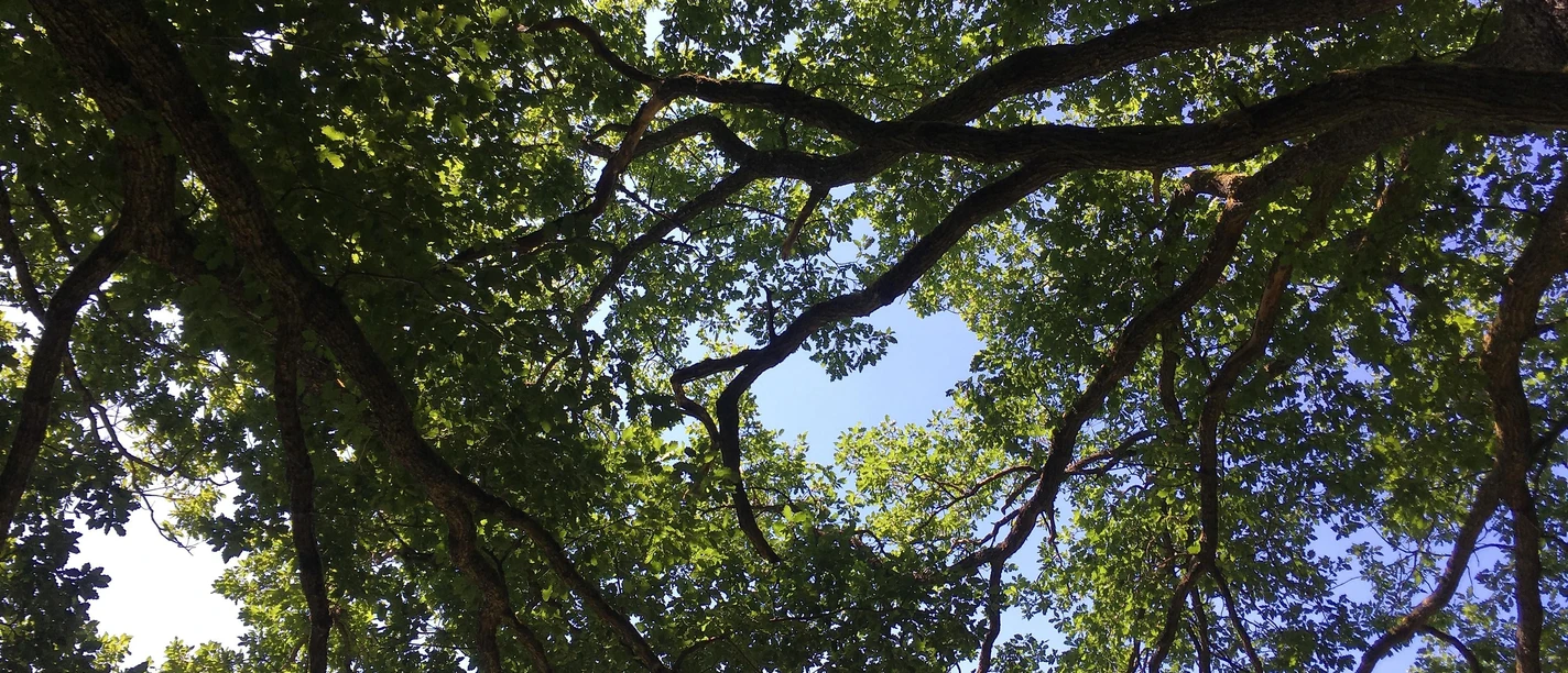 Baum