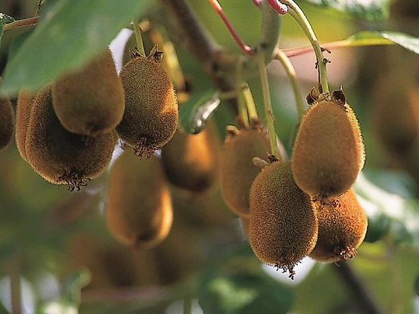 Botanische Führung 2