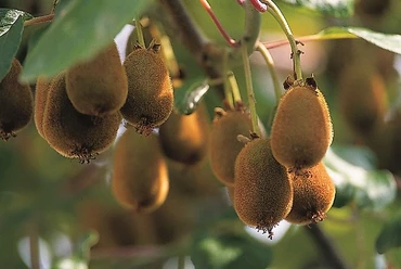 Botanische Führung 2