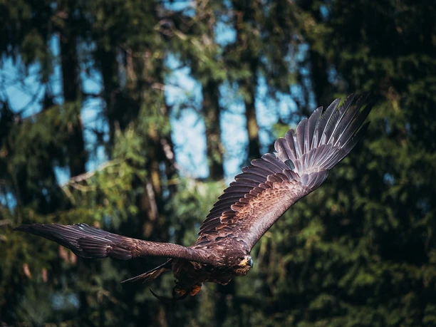 Steinadler in der Greifvogelstation Hellenthal
