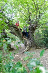 Alte Buchen am Aachener Landgraben