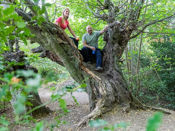 Alte Buchen am Aachener Landgraben