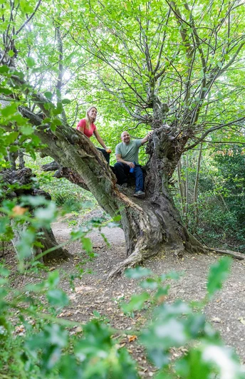 Alte Buchen am Aachener Landgraben