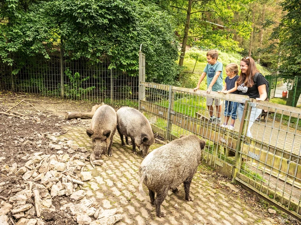 Wildschweine im Tierpark Niederfischbach