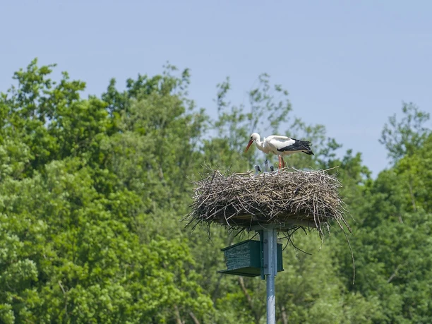 Störche im Nest