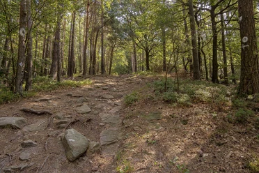 urigere Pfad auf den Föhrlenberg