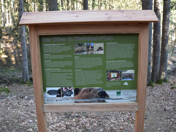 Infotafel Biberpfad