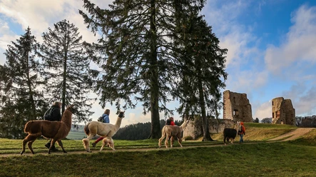 Eifelnomaden an der Burgruine Schönecken