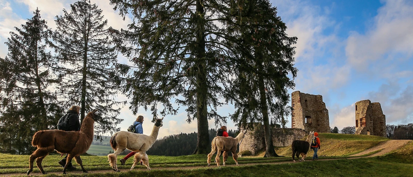Eifelnomaden an der Burgruine Schönecken