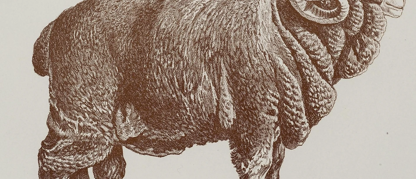 Negretti-Schafbock