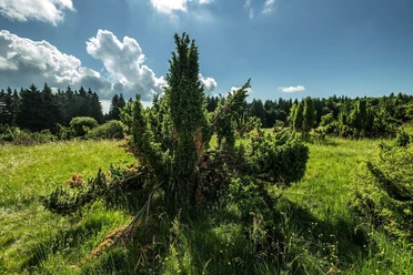 Wacholderheide