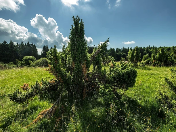 Wacholderheide