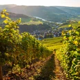 Saar-Riesling-Steig mit Blick auf Ockfen