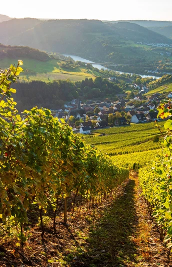 Saar-Riesling-Steig mit Blick auf Ockfen