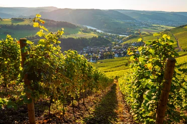 Saar-Riesling-Steig mit Blick auf Ockfen