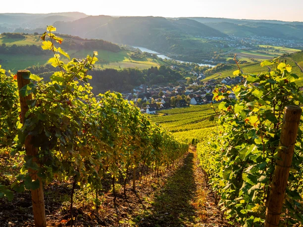 Saar-Riesling-Steig mit Blick auf Ockfen