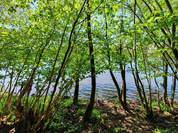Dauner Maare