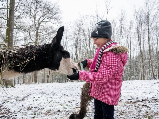 Tiere nah erlebenl im Wild- und Erlebnispark Daun