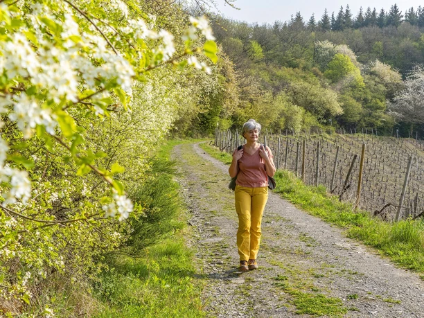 Wandern im Weinberg