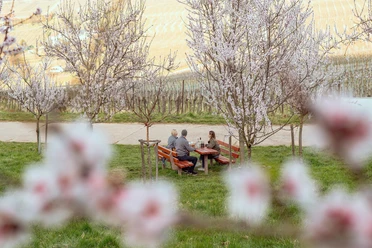 Picknicken unter Mandelblüten