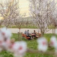Picknicken unter Mandelblüten