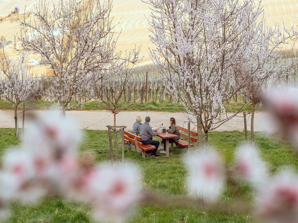 Picknicken unter Mandelblüten