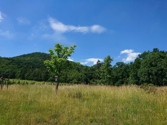 Auf der Anlage "Baum des Jahres"...