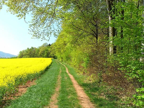Waldsaum entlang der Tafeltour Offizierspfad Imsbach