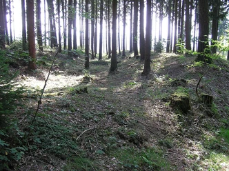 Waldspaziergang