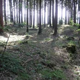 Waldspaziergang