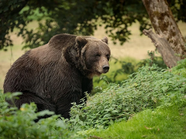 Wildpark Tiergarten_3