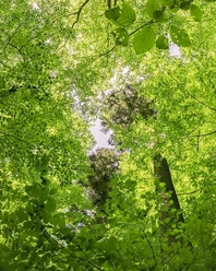 Buchen-Blätterdach_UrwaldProjekt