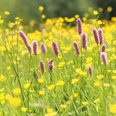 Blühwiese im Lahn-Dill-Bergland