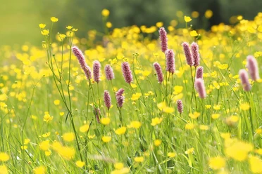Blühwiese im Lahn-Dill-Bergland