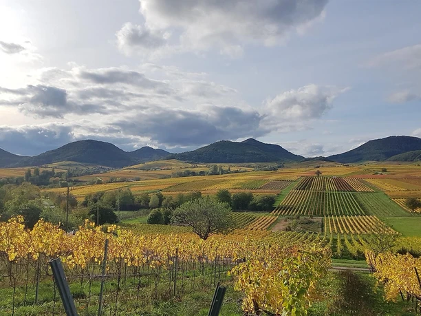 Blick vom Kalmitwingert im Herbst