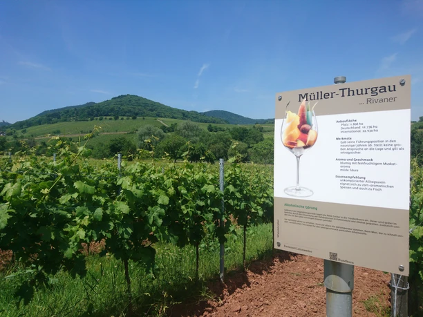 Infotafel Müller-Thurgau
