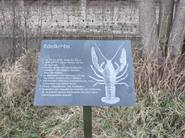 Edelkrebs