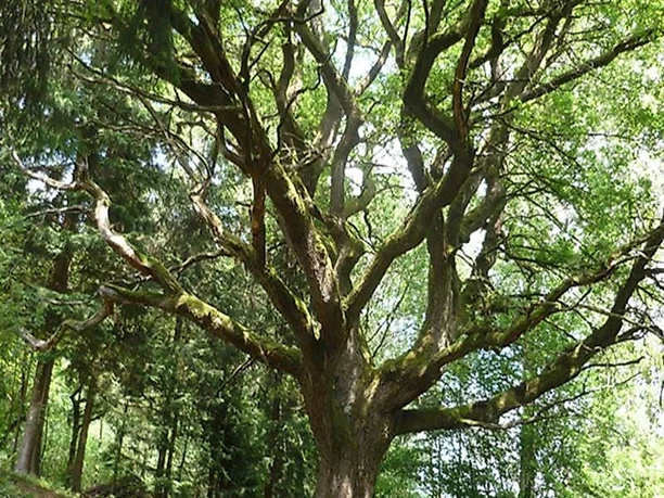 Naturdenkmal Alte Eiche