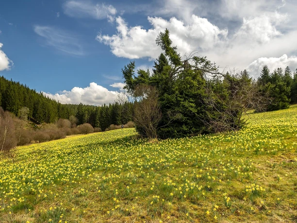 Blühende Narzissenwiese im Oleftal