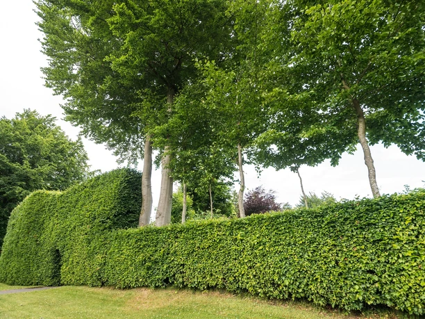 Buchenhecken
